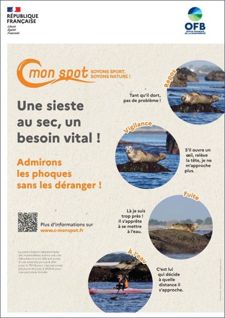 Affiche sensibilisation dérangement phoques