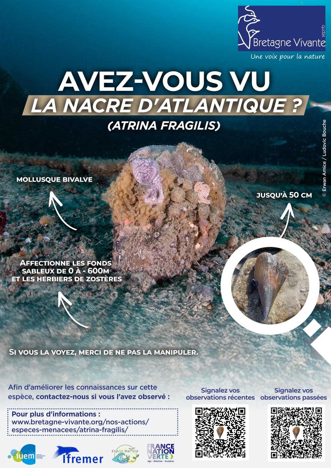 Avez-vous vu Atrina Fragilis?